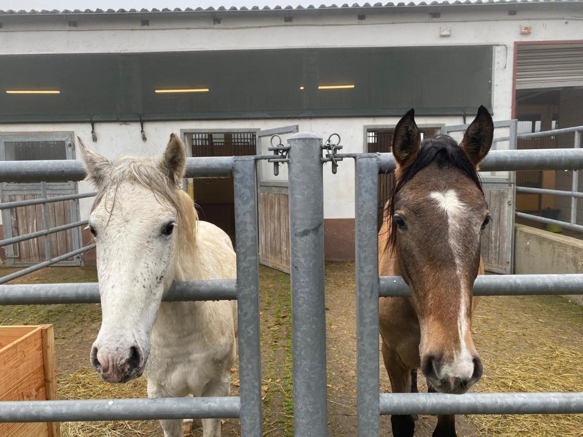 Hotel Equi-Art Reitanlage Schwall Esterno foto